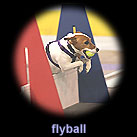 flyball