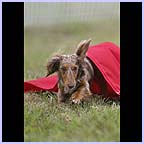 gal/agility/t_01_C1AG0966.jpg