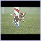 gal/agility/t_02_37FE1582.jpg