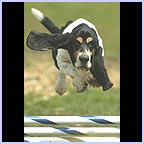 gal/agility/t_17_DPH000006.jpg