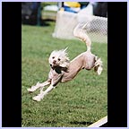 gal/agility/t_18_DPH000004.jpg