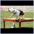 gal/agility/t_19_DPH000001.jpg