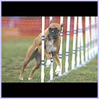 gal/agility/t_23_37FE3035c.jpg