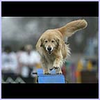 gal/agility/t_26_37FE2647c.jpg