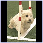 gal/agility/t_27_KV0H7355c.jpg