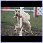 gal/agility/t_31_C1AG8942.jpg