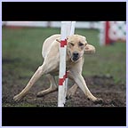 gal/agility/t_32_C1AG8944.jpg