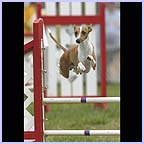 gal/agility/t_34_C1AG5379.jpg