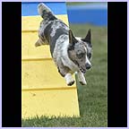 gal/agility/t_37_37FE2143c.jpg