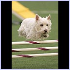 gal/agility/t_41_KV0H5868c.jpg