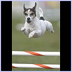 gal/agility/t_48_C1AG7130c.jpg