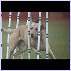 gal/agility/t_49_C1AG1058.jpg