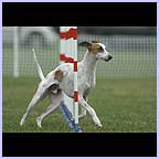 gal/agility/t_60_37FE1085.jpg