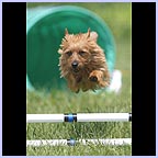 gal/agility/t_61_C1AG8591c.jpg