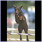 gal/agility/t_67_C1AG5905.jpg
