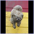gal/agility/t_70_C1AG9835c.jpg