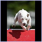 gal/agility/t_78_gambjul24037.jpg