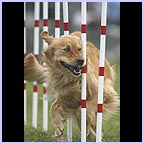 gal/agility/t_84_C1AG7849c.jpg