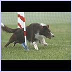 gal/agility/t_88_37FE1157.jpg